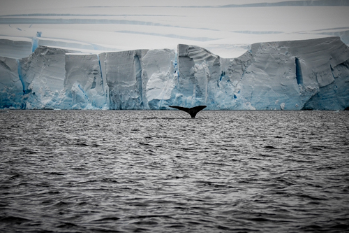 IMG_2009-03-10_Antarctica Marathon_500x333_013_DSC_1265