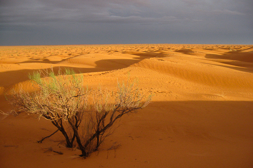 IMG_2010-03-12_100 km del Sahara 2010_500x333_024_IMG_6370