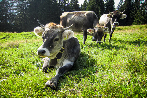 IMG_2011-08-21_Allgäu Panorama Marathon 2011_500x333_014_IMG_5003