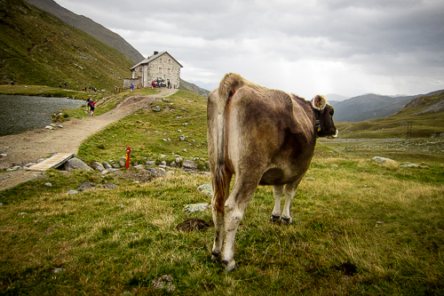 IMG_2011-09-03_Transalpine-Run 2011_500x333_019_IMG_5835