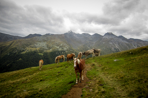 IMG_2011-09-03_Transalpine-Run 2011_500x333_020_IMG_5851