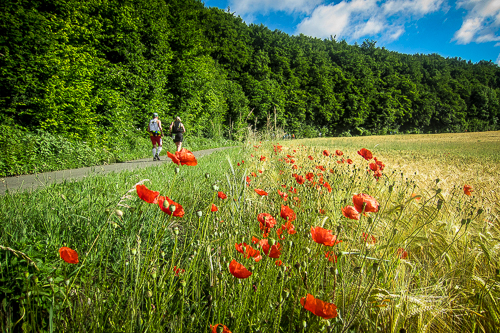 IMG_2012-06-17_Frankenweg-Lauf 2012_500x333_013_IMG_3195