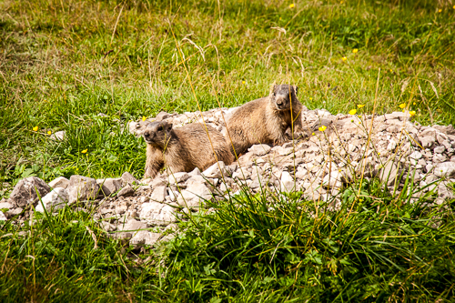 IMG_2015-08-24_Lech Formarinsee Spullersee_500-333_006_DSC_0632